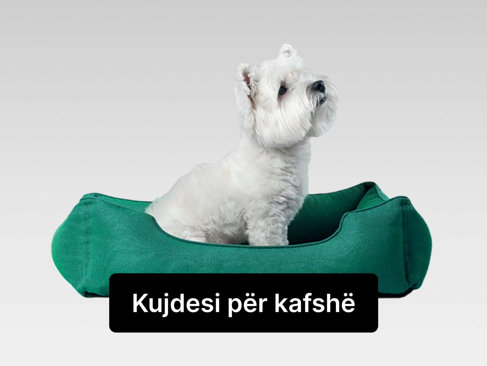 kujdesi per kafshe